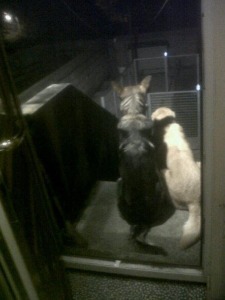 A photo of Eddy and Max surveying their kingdom in the moonlight